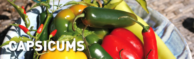 Capsicums
