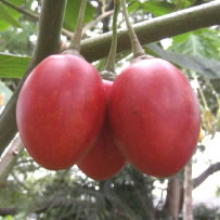 Tamarillos