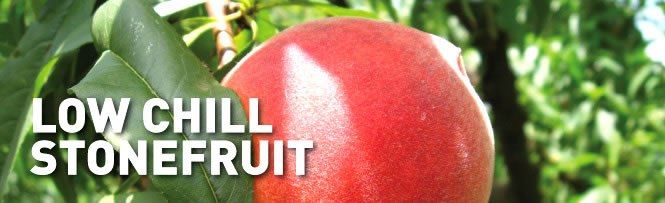 Low Chill Stonefruit