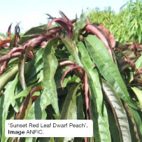 'Sunset Red Leaf Dwarf Peach'. Image ANFIC.
