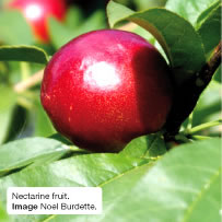 Nectarine fruit. Image Noel Burdette.