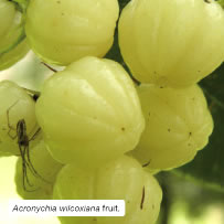 Acronychia wilcoxiana fruit. Image: Graeme White