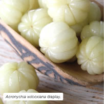 Acronychia wilcoxiana display. Image: Graeme White