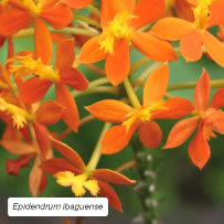 Epidendrum ibaguense