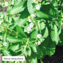 Stevia rebaudiana