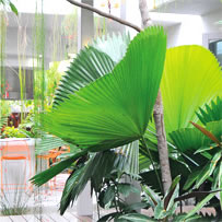 Sunbird Garden