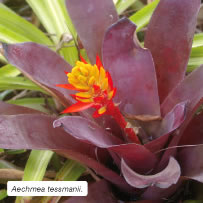Aechmea tessmanii.