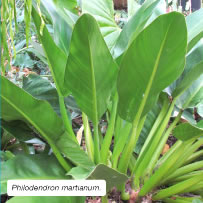 Philodendron martianum.