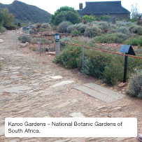 Karoo Gardens – National Botanic Gardens of South Africa.