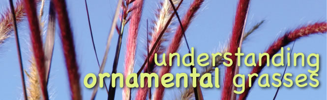 Understanding Ornamental Grasses