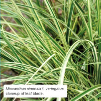 Miscanthus sinensis f. variegatus closeup of leaf blade.
