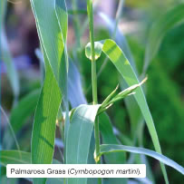Palmarosa Grass (Cymbopogon martini).