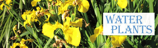Water Plants