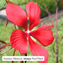 Swamp Hibiscus. Image Paul Plant.