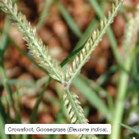 Crowsfoot, Goosegrass (Eleusine indica)