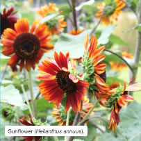 Sunflower (Helianthus annuus).