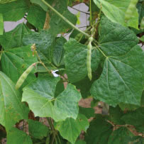 Yam Bean, Jicama