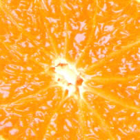 The Juciest Citrus - Tangelo