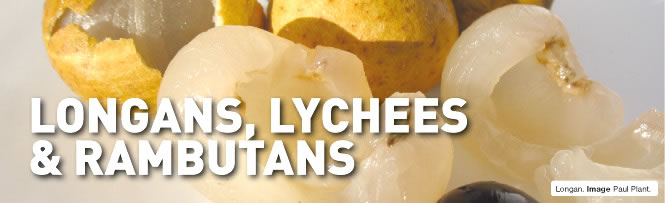 Longans, Lychees & Rambutans Longans, Lychees & Rambutans