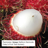 Rambutan. Image Kathryn Kermode, Daley's Fruit Tree Nursery.