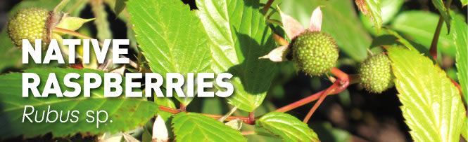 Native Raspberries Rubus sp. Native
Raspberries Rubus sp.