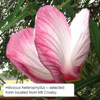 Hibiscus heterophyllus – selected form located from Mt Crosby.
