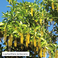 Lophanthera lactescens