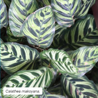 Calathea makoyana