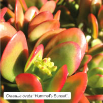 Crassula ovata 'Hummel's Sunset'