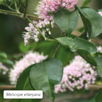 Melicope elleryana