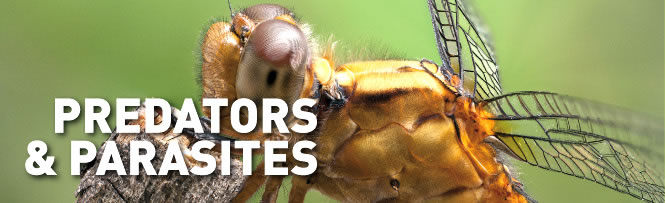 Predators & Parasites