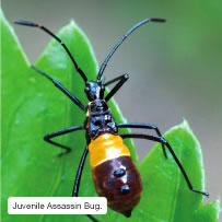 Juvenile Assassin Bug