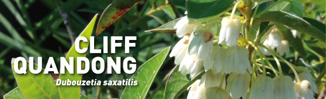 Cliff Quandong