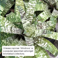 Vriesea ospinae 'Windows' is a popular specimen amongst bromeliad collectors.