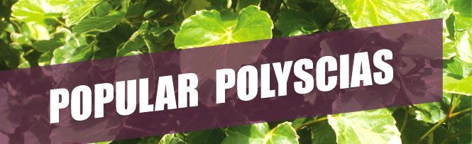 Popular Polyscias
