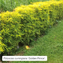 Polyscias cumingiana 'Golden Prince'.