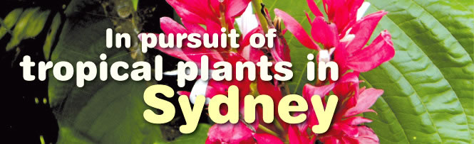 In pursuit of tropical plants in Sydney