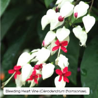Bleeding Heart Vine (Clerodendrum thomsoniae).