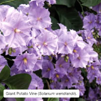 Giant Potato Vine (Solanum wendlandii).