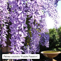 Petrea volubilis 'Purple Passion'.