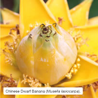 Chinese Dwarf Banana (Musella lasiocarpa).