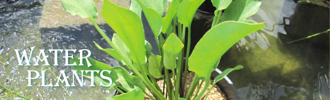 Water Plants