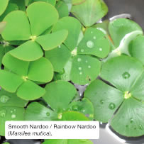 Smooth Nardoo / Rainbow Nardoo 
(Marsilea mutica).
