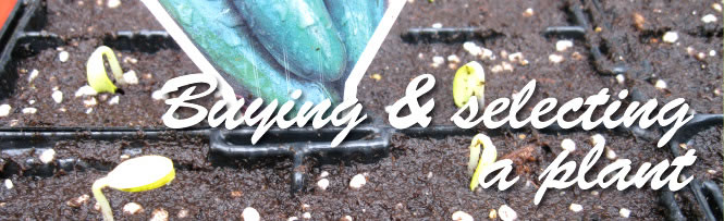 Buying & selecting a plant 