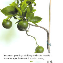 Incorrect pruning, staking and care results in weak specimens not worth buying.