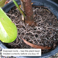 Exposed roots – has this plant been treated correctly before you buy it?