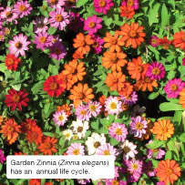 Garden Zinnia (Zinnia elegans) has an  annual life cycle.