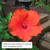 Hibiscus rosa-sinensis is typical of an evergreen shrub.