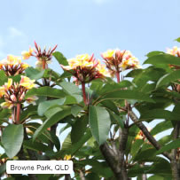 Browns Park, Ipswich, QLD