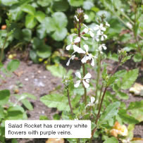 Salad Rocket has creamy white flowers with purple veins.